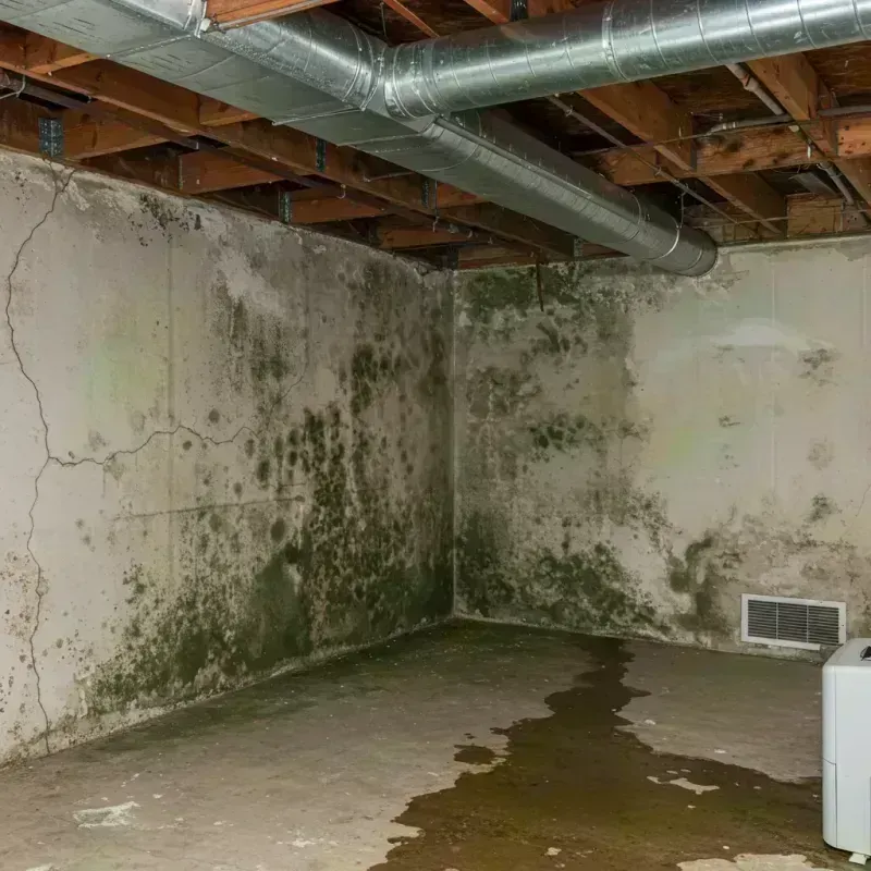 Professional Mold Removal in Gainesville, FL